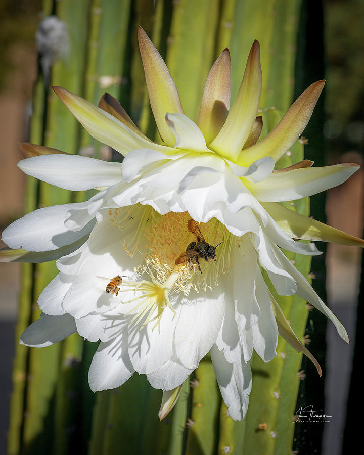 Bees and Cactus Flower Photograph by Jim Thompson