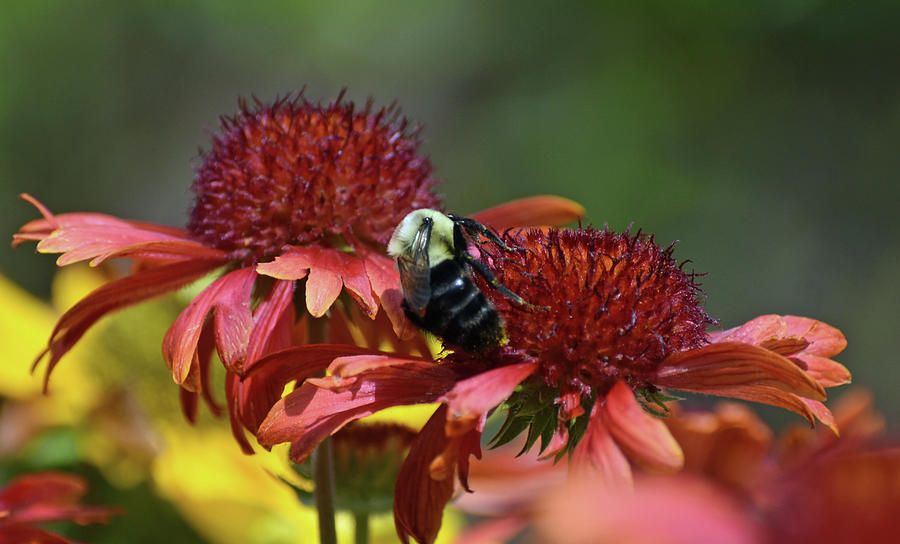 Bees and Flowers Photograph by Roberta Byram