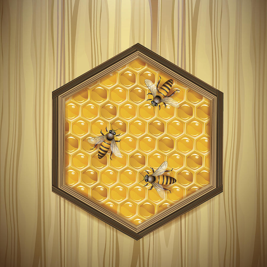 Bees and honeycombs Drawing by Merlinul