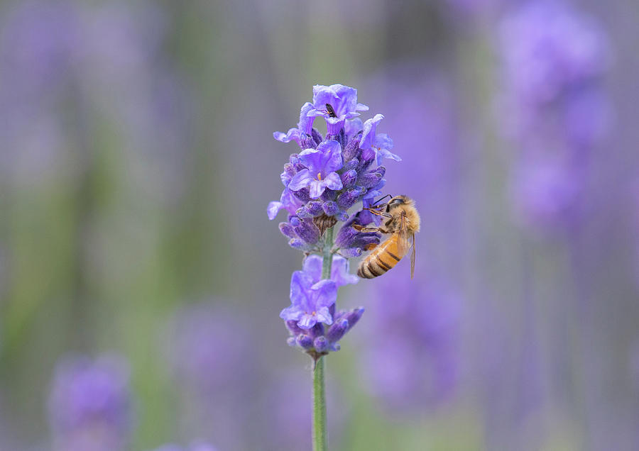 Bees and Lavender Photograph by Joan Septembre