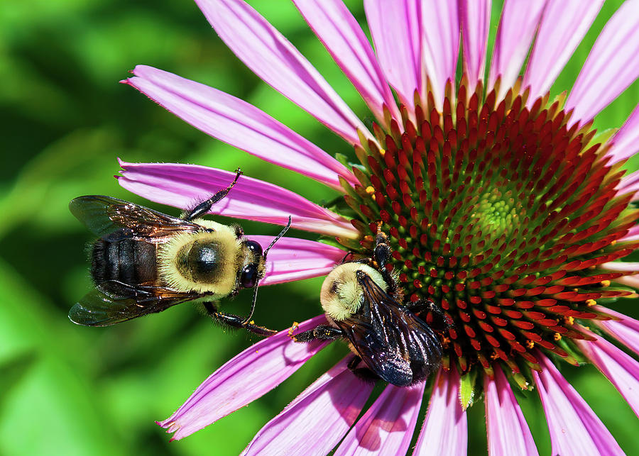 Bees At Work Photograph