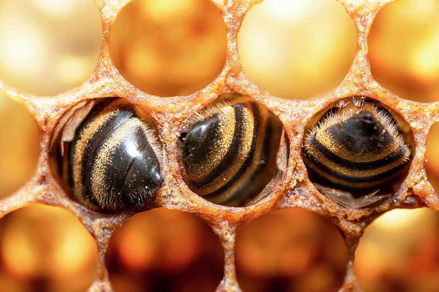 Bees Bums Photograph by Edward Kovalsky