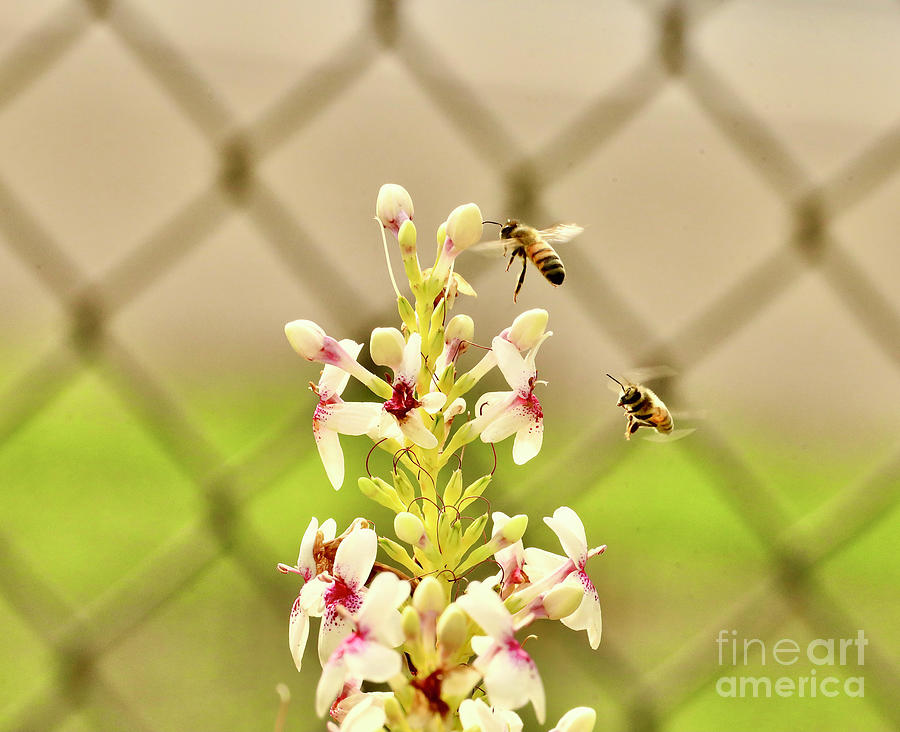 Bees Photograph by Craig Wood