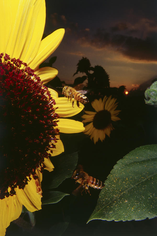 Bees flying near sunflower at sunset, close up Photograph by Dex Image