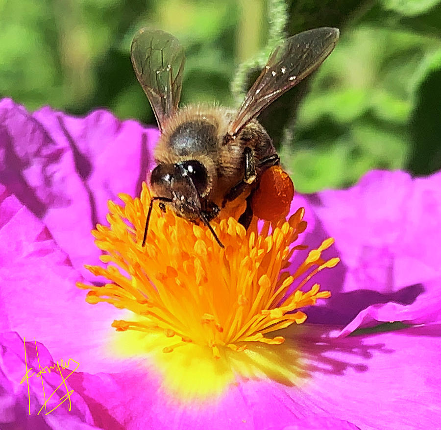 Bees Impressive Pollen Basket Photograph by DC Langer