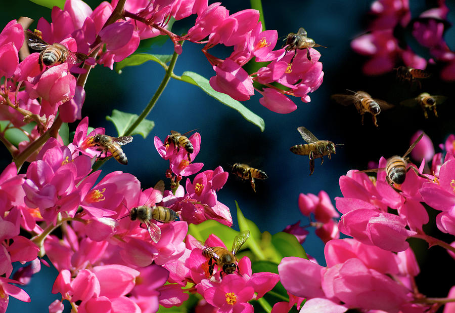12 Bees In Pink Flowers Photograph