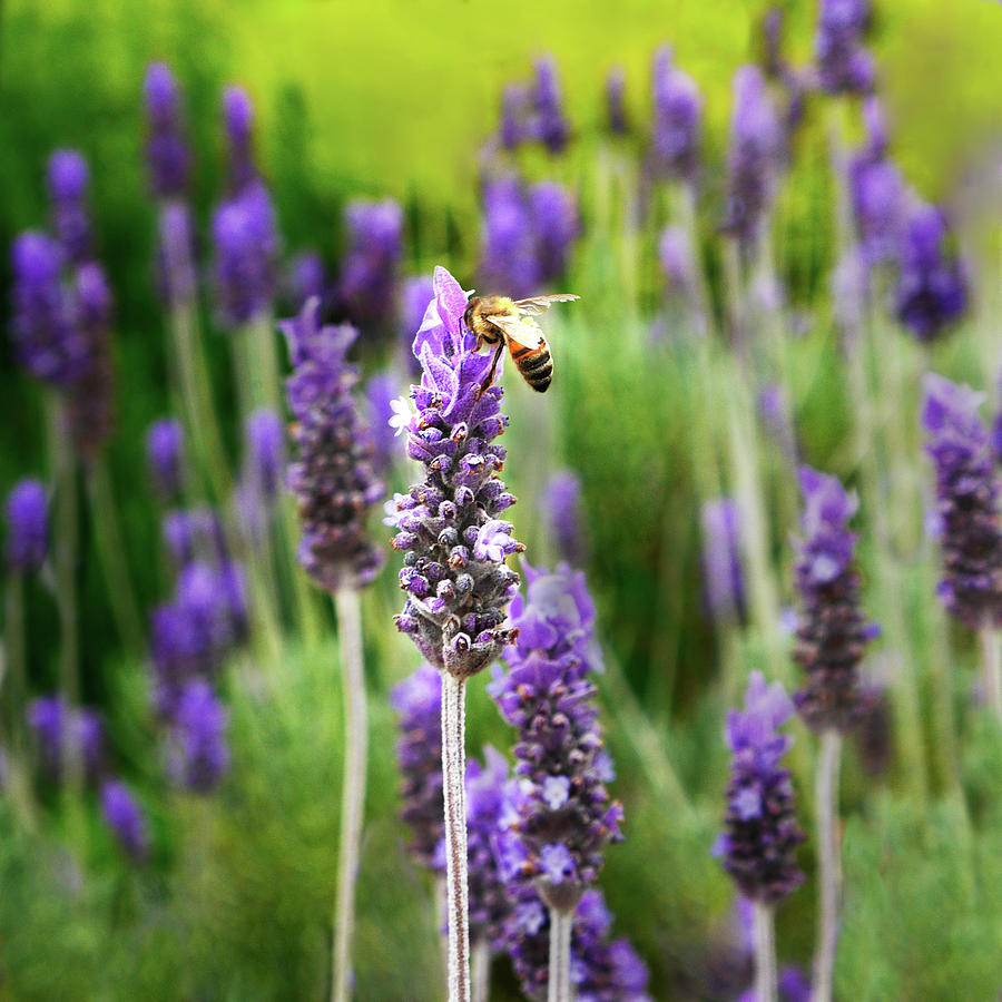 Bees in the Lavender Photograph by Lexa Harpell Fine Art America