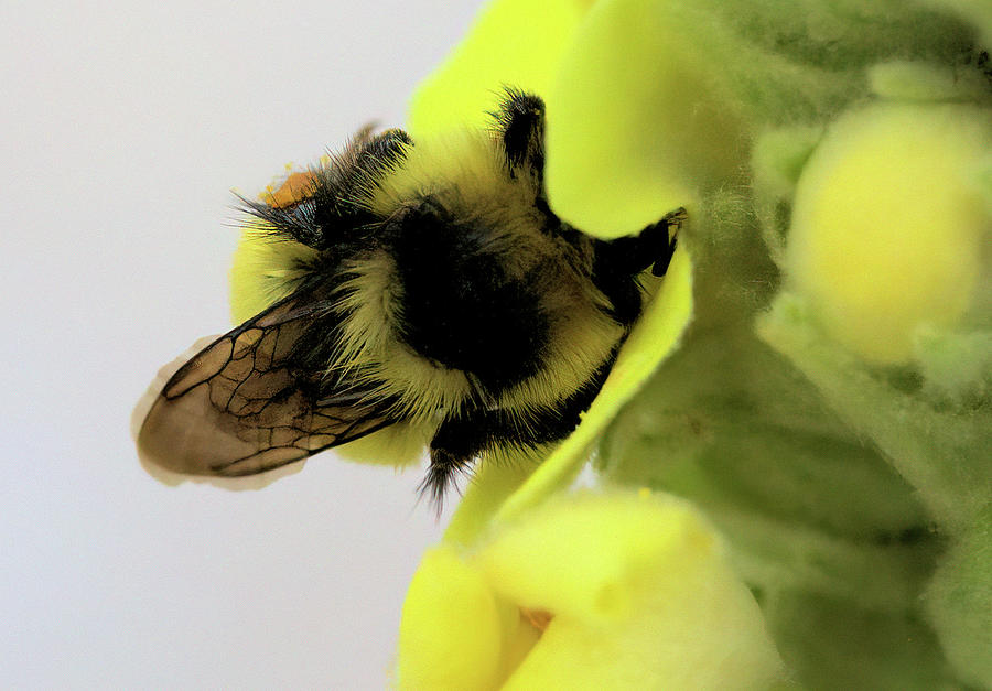 Bees Knees Photograph by Scott Carlton