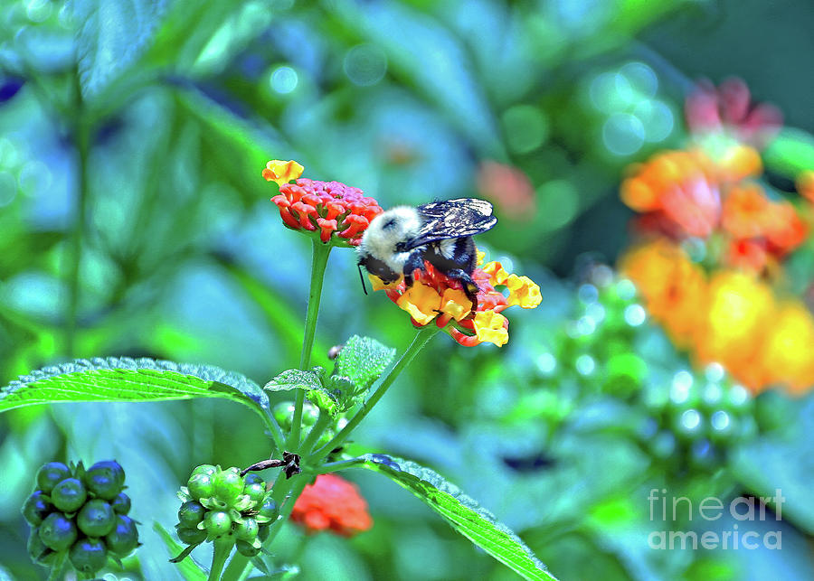 Bees Knees Photograph by Tom Watkins PVminer pixs