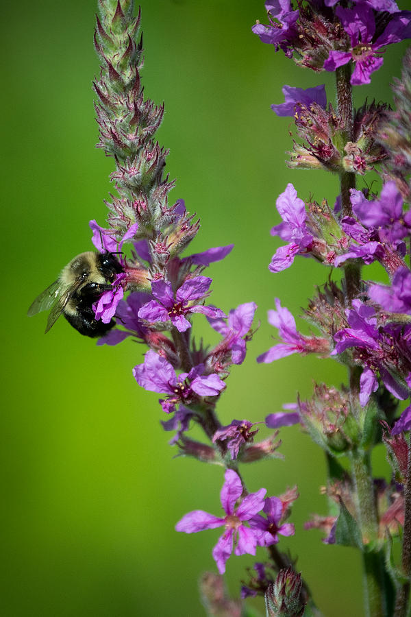 Bees Need Flowers Photograph by Linda Bonaccorsi
