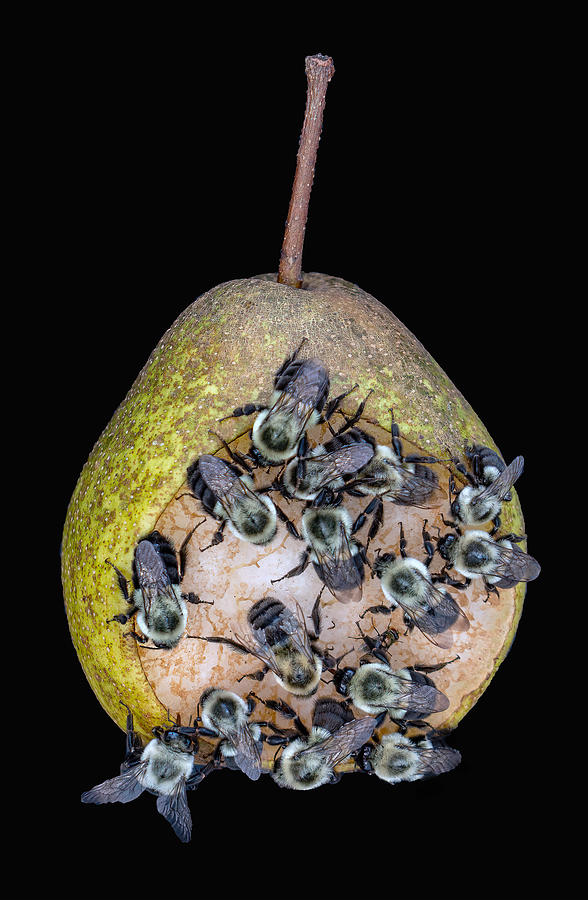 Bees On A Pear Photograph by WAZgriffin Digital