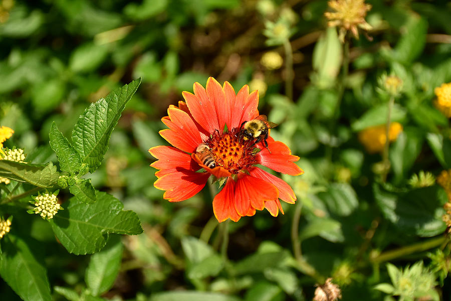Bees On an Indian Blanket Flower  Photograph by Christopher Mercer
