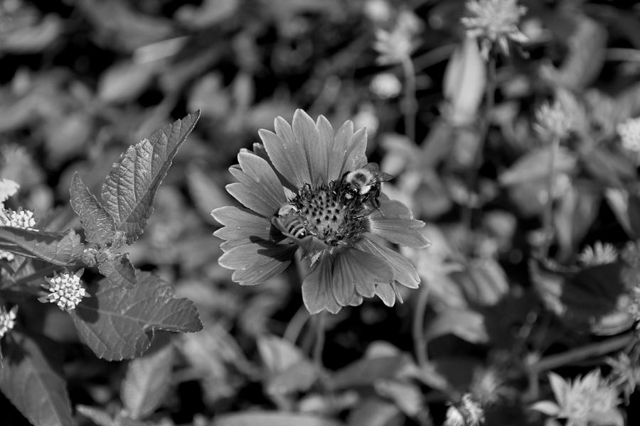 Bees On an Indian Blanket Flower edited Black And White Photograph by Christopher Mercer