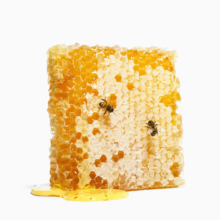 Bees on Honeycomb Photograph by Brian Hagiwara
