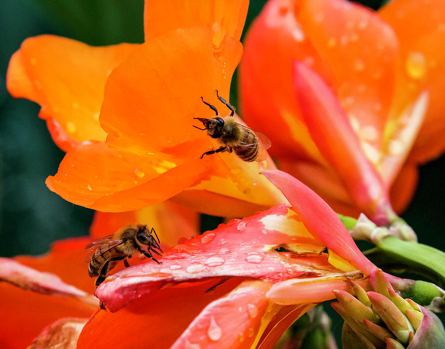 Bees on Orange Flowers Photograph by Shirley Dutchkowski
