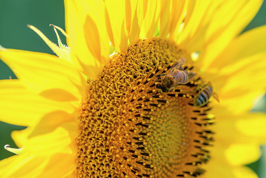 Bees On Sunflower Photograph