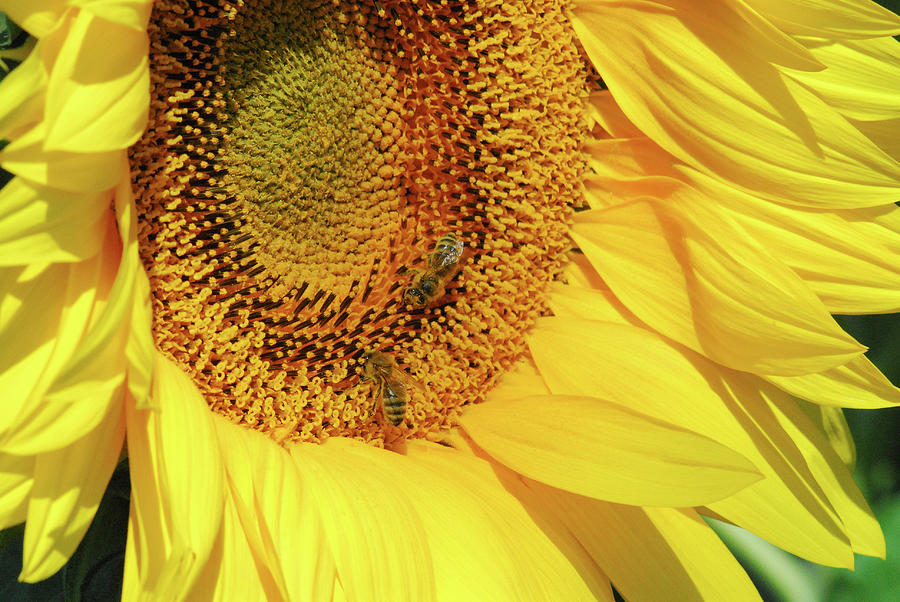 Sunflower Photograph - Bees On Yellow  by Sherry Epley