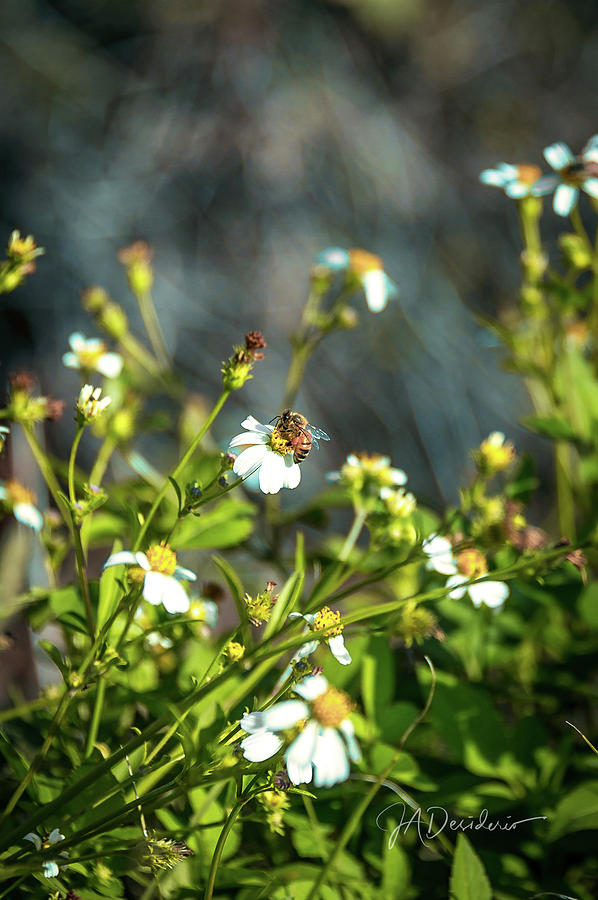 Beesy Work  Photograph by Joseph Desiderio