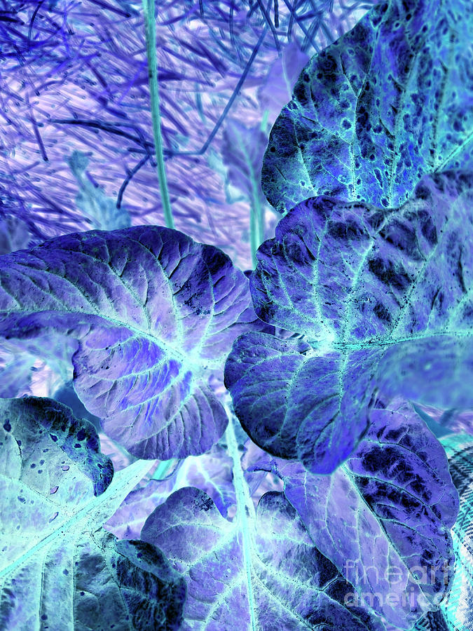 Blue Leaves Digital Art - Beet Leaves Digital Art by Conni Schaftenaar