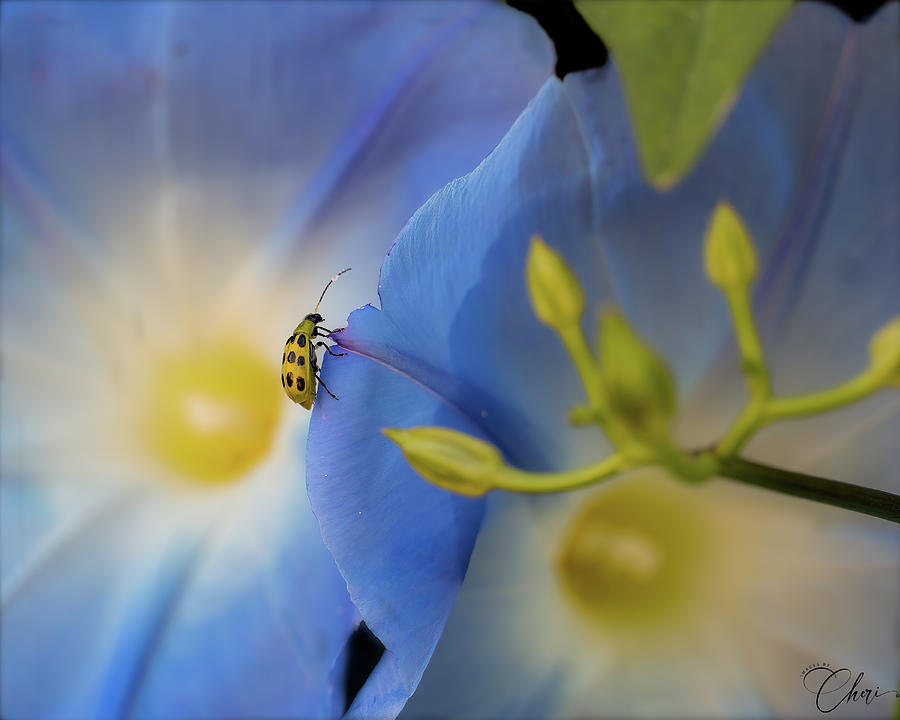Beetle and Morning Glory Photograph by Cheri Freeman