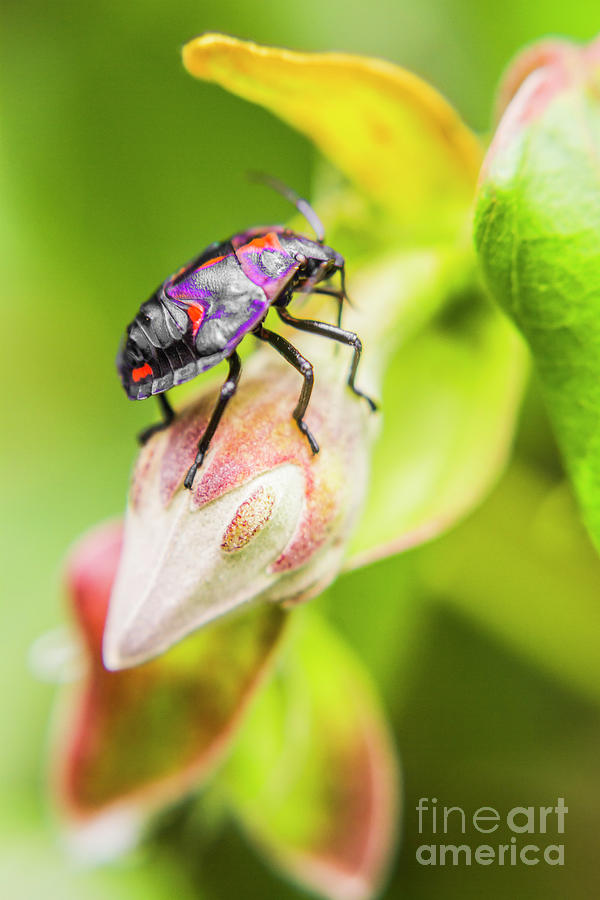 Beetle botanics Photograph by Jorgo Photography