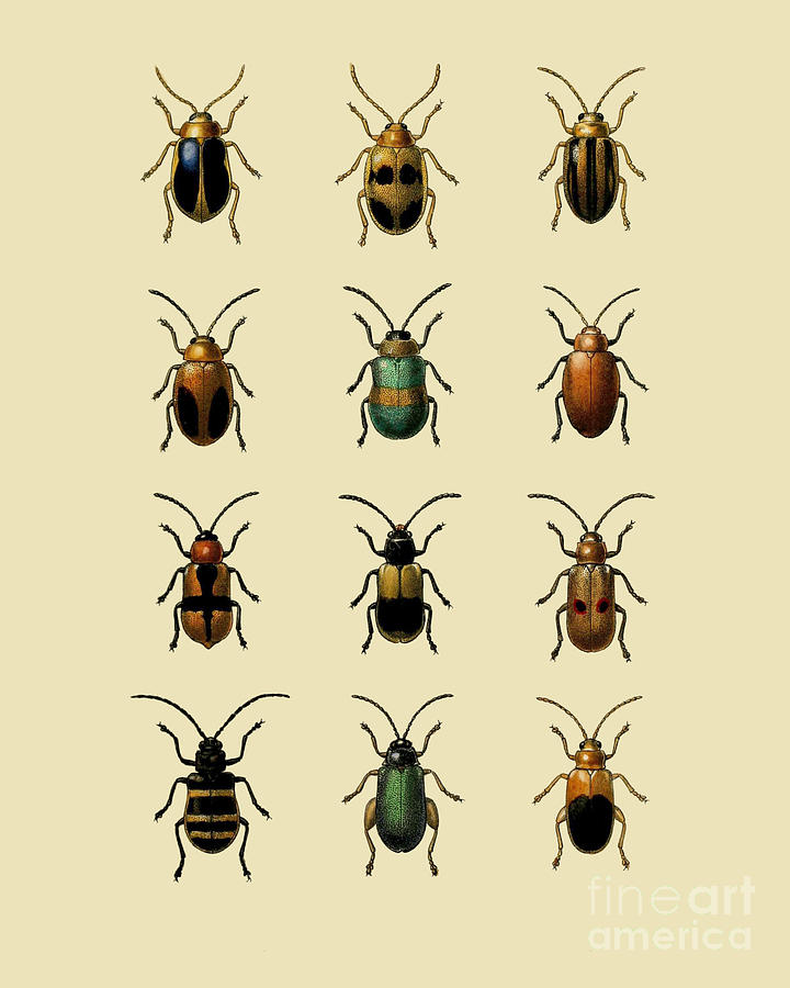 Insects Digital Art - Beetle Chart by Madame Memento
