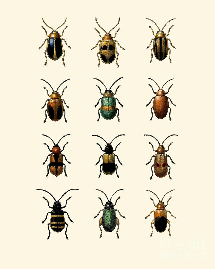 Insects Digital Art - Beetle Collection by Madame Memento