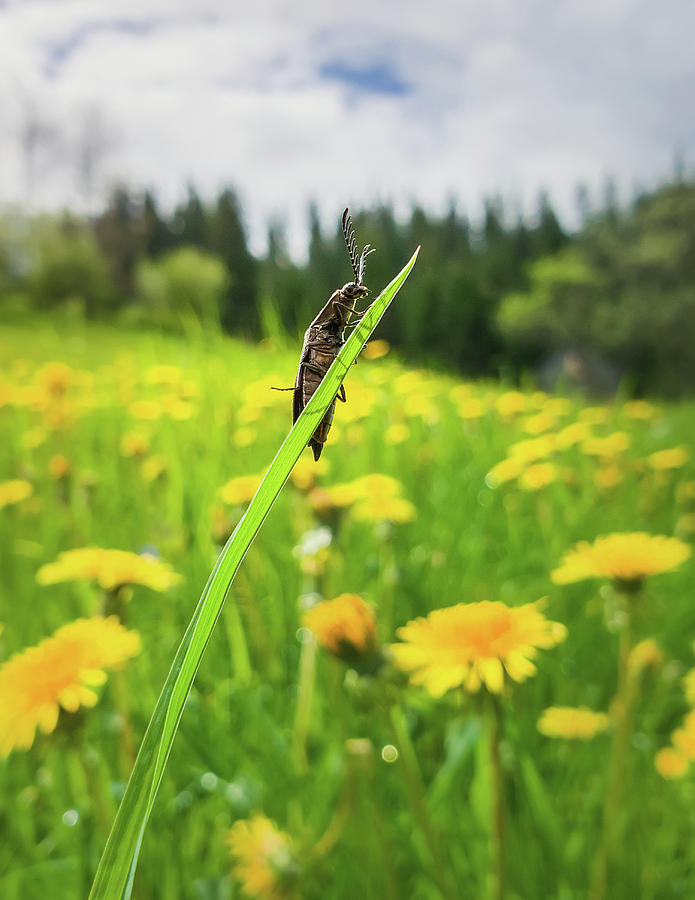 Beetle In The Dandelion Field Photograph