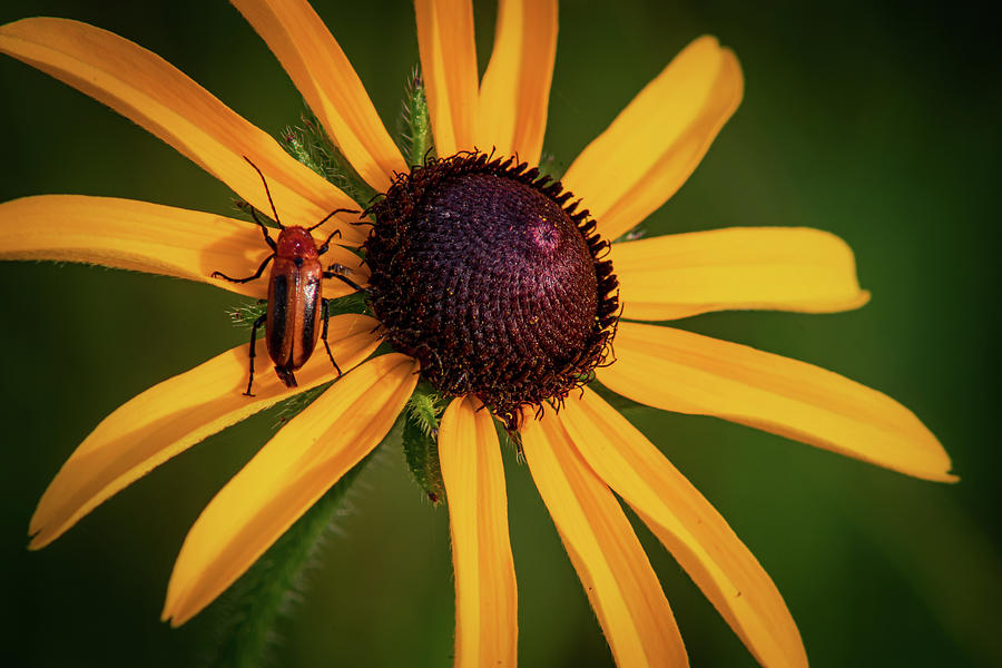 Beetle Juice Photograph by David Heilman