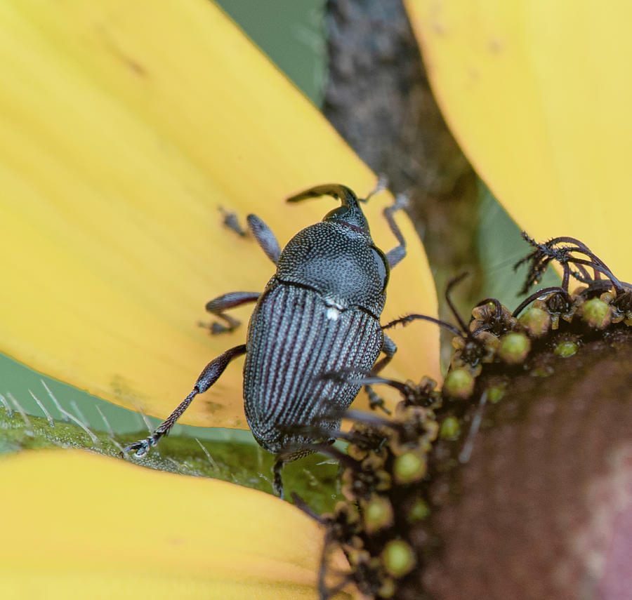 Daisy Photograph - Beetle On A Daisy by Phil And Karen Rispin