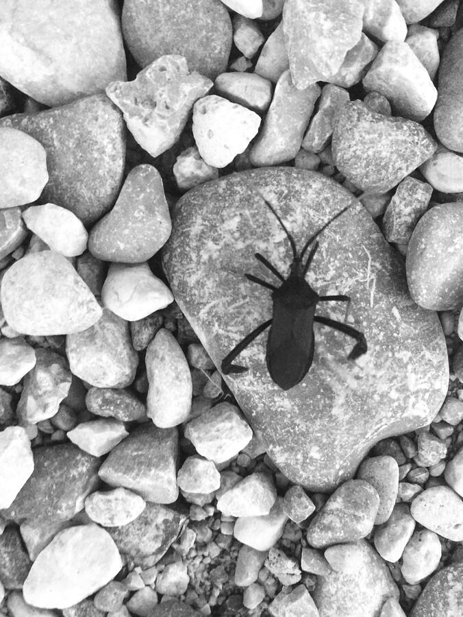Beetle on the Rocks Photograph by Brandon Strellis Beetle on the Rocks Photograph by Brandon Strellis