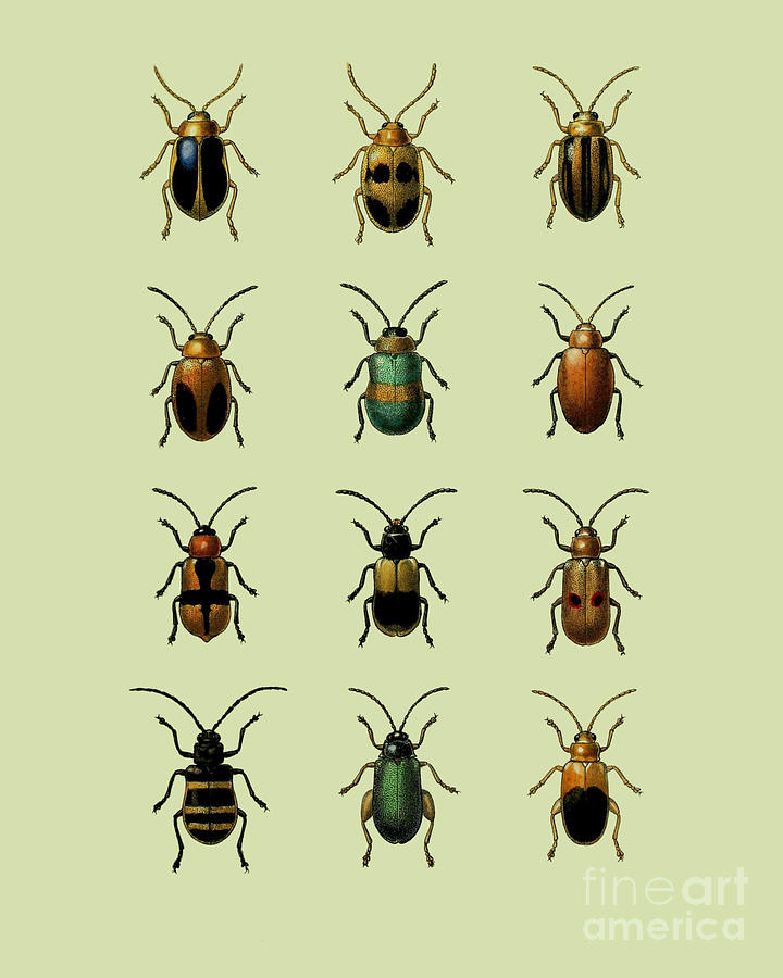 Insects Digital Art - Beetles by Madame Memento