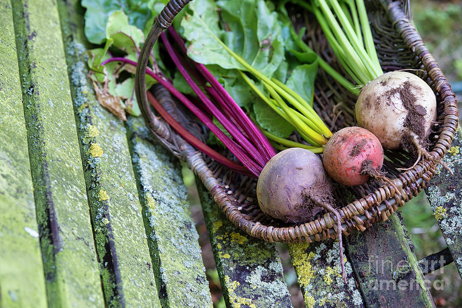Beets in a Basket Photograph by Tim Gainey