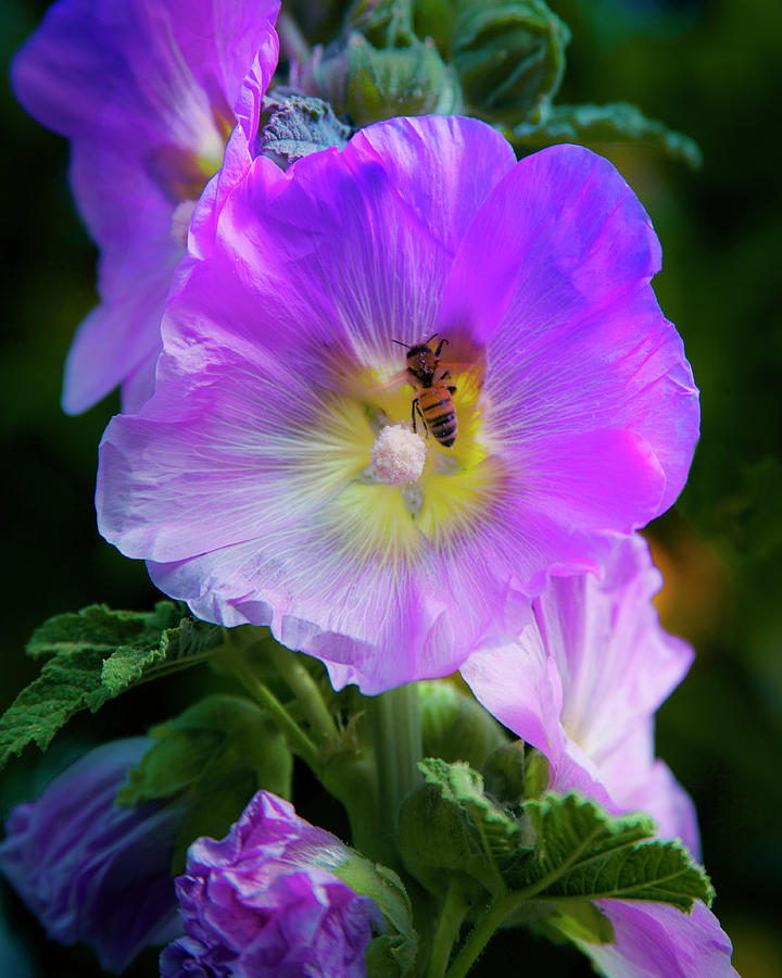BEEutiful Pink Delphinium Photograph by Jerry Cowart