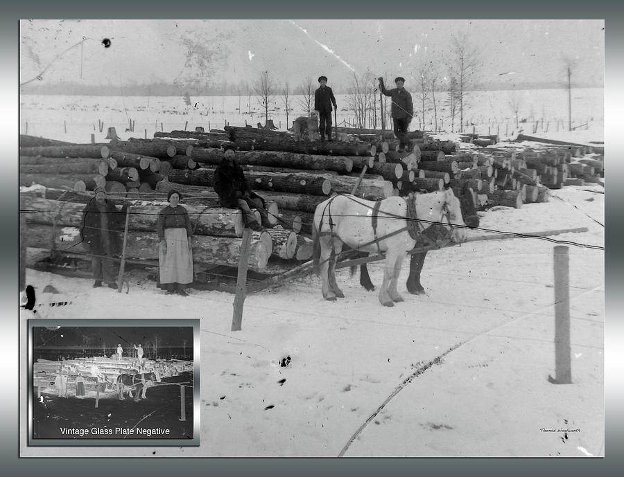 Before and After Group Logging With Horses Vintage Glass Plate Negative Photograph by Thomas Woolworth