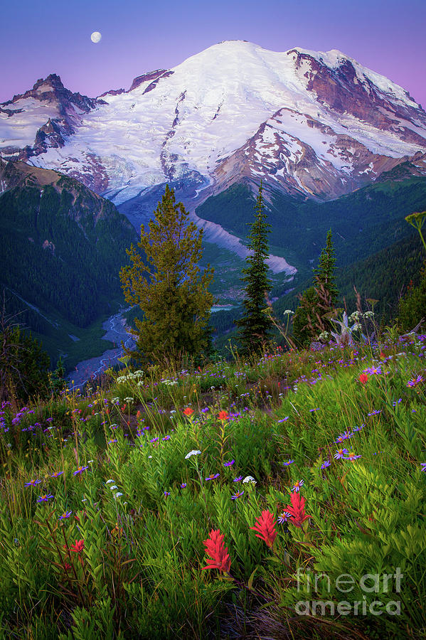 Flower Photograph - Before Dawn at Mount Rainier by Inge Johnsson