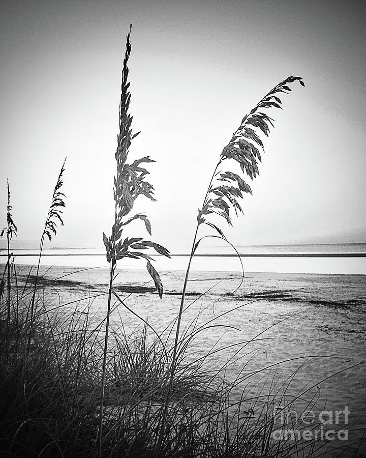 Before Day Sea Oats - BW Photograph by Chris Andruskiewicz
