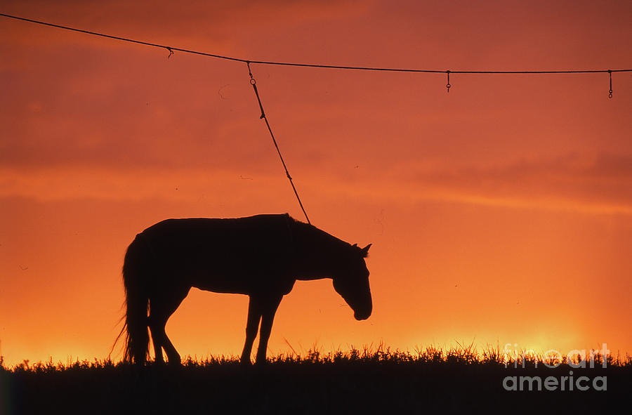 Before  evening of Horse racing Photograph by Elbegzaya Lkhagvasuren