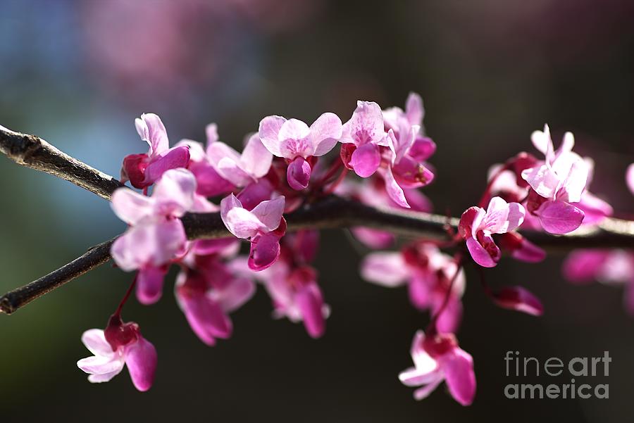 Nature Photograph - Before My Leaves Arrive Small Pink Flowers by Joy Watson
