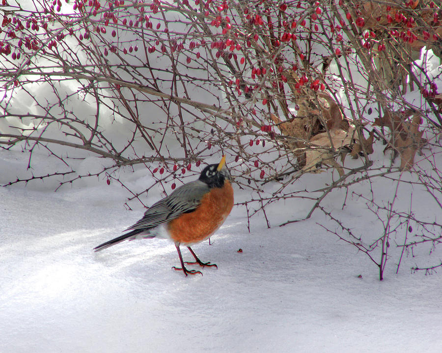 Before the Robin Sings Photograph by Nancy Griswold