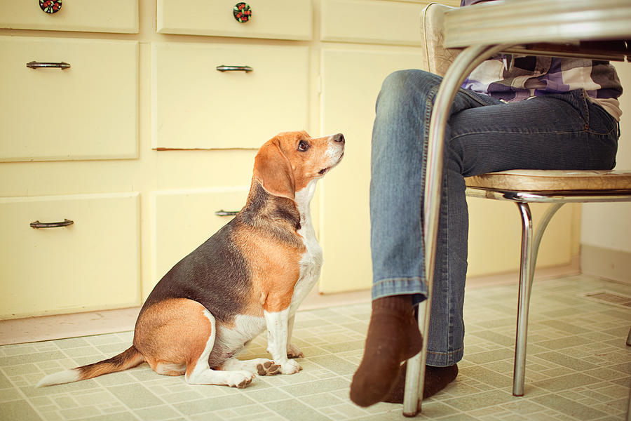 Begging Beagle At the Dinner Table Photograph by RyanJLane