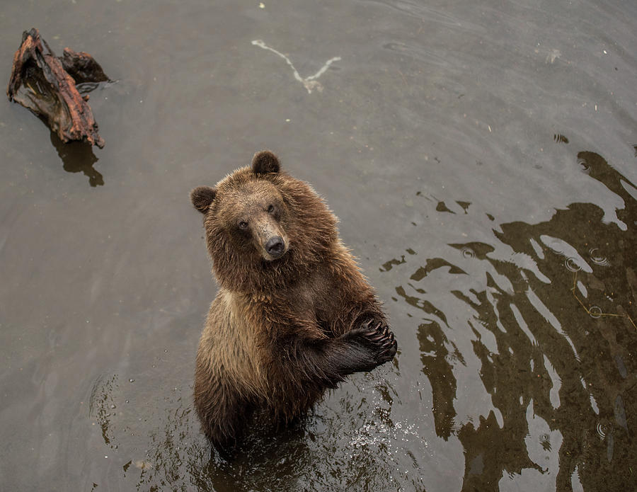 Begging Bear Photograph by David Kirby