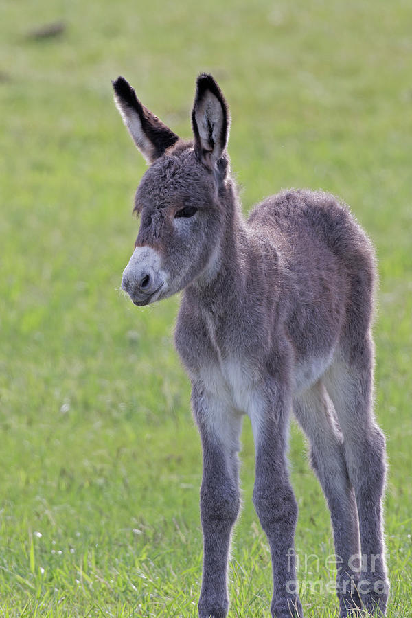 Begging Burro Foal Photograph by Natural Focal Point Photography