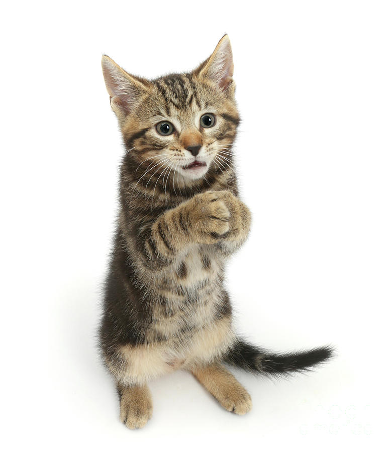 Begging Tabby Kitten Photograph by Warren Photographic