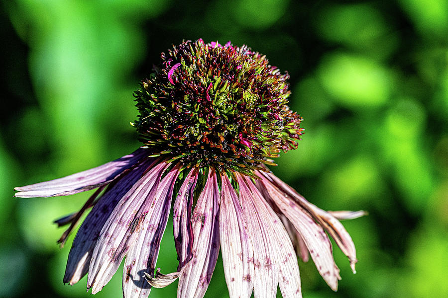 Begining of the End Coneflower Photograph by Sharon Gucker Fine Art
