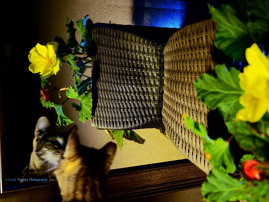 Begonia and Cat Reflection Photograph by Richard Thomas
