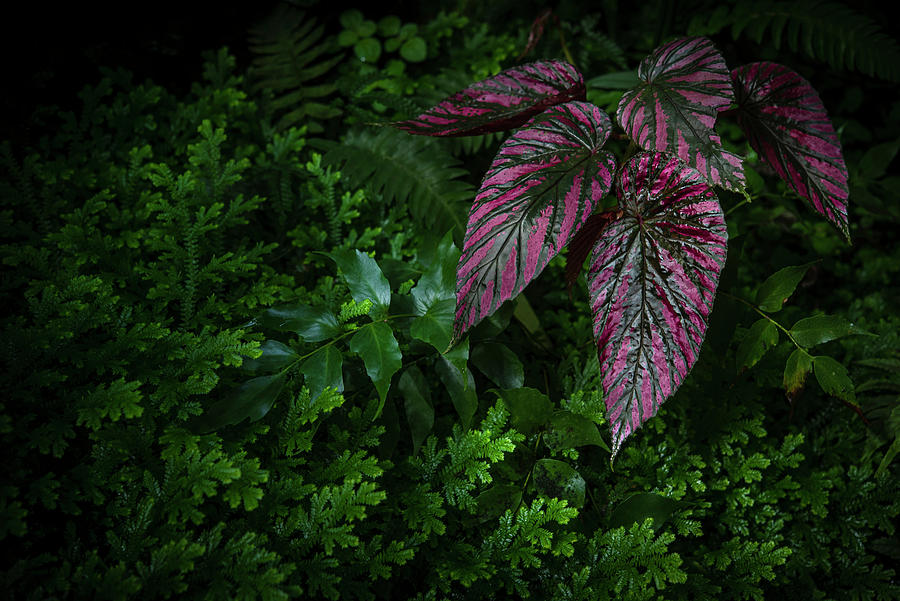 Begonia Brevirimosa - Dark Tropics 1 Photograph by Jenny Rainbow