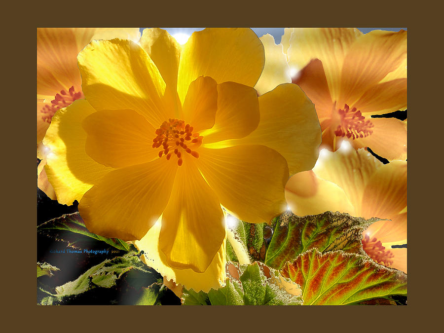 Begonia Gold Splendor Photograph by Richard Thomas