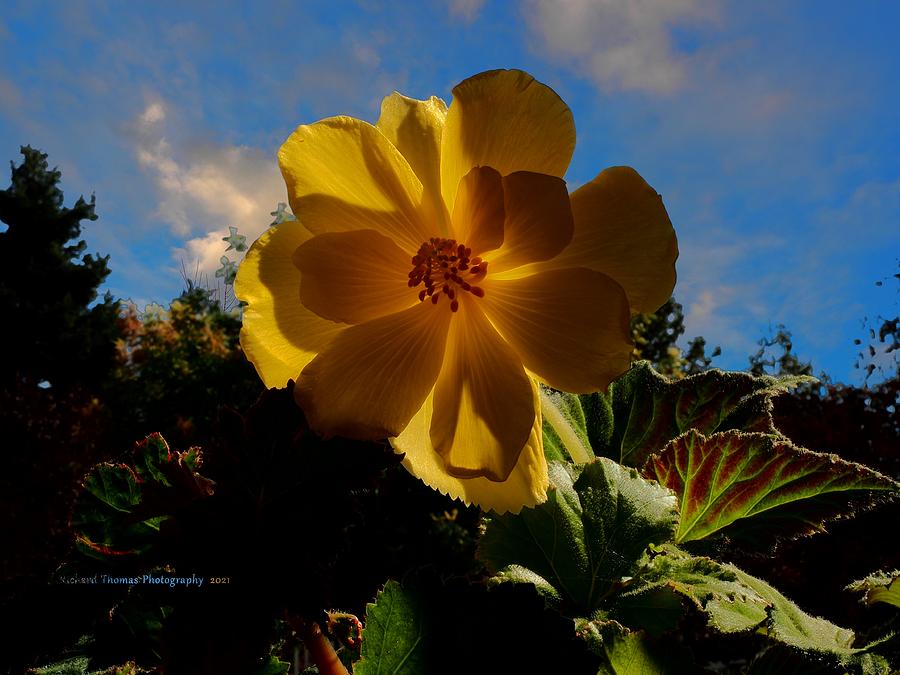 Begonia Golden Clouds Photograph by Richard Thomas
