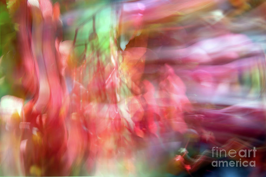 Begonia In Motion Photograph